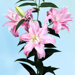  Лилия восточная Curiosity (Кьюриосити)