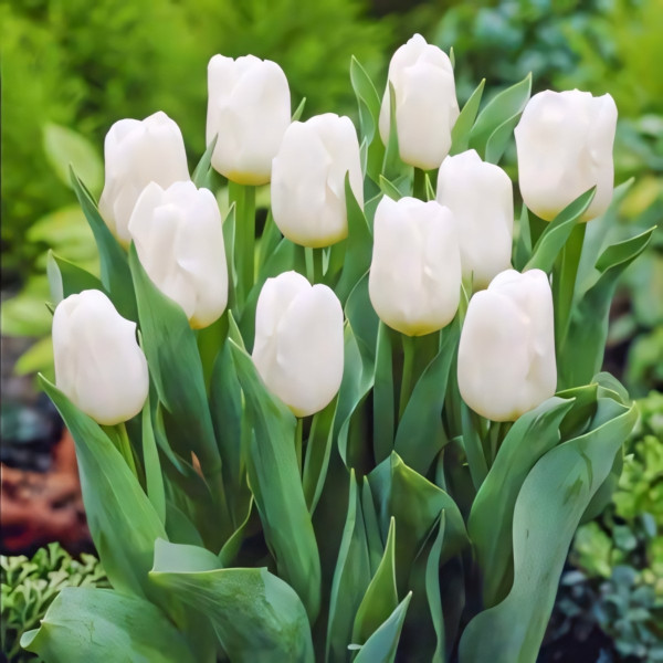 Луковицы Тюльпан Триумф Антарктика (в упаковке - 3шт.)