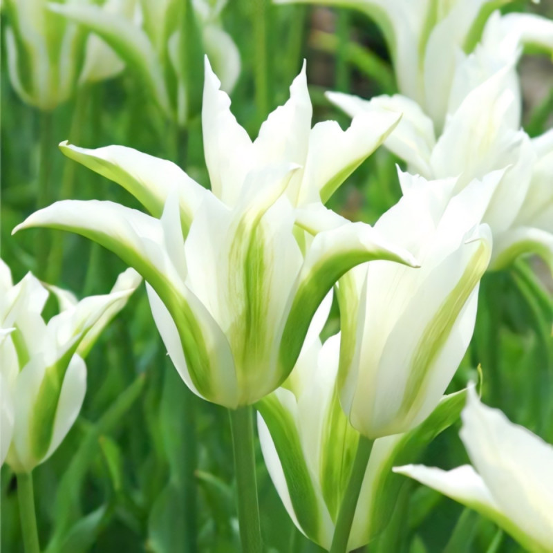 Луковицы Тюльпан зеленоцветный Вайт Спринг Грин