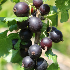 Саженцы Йошта Моро