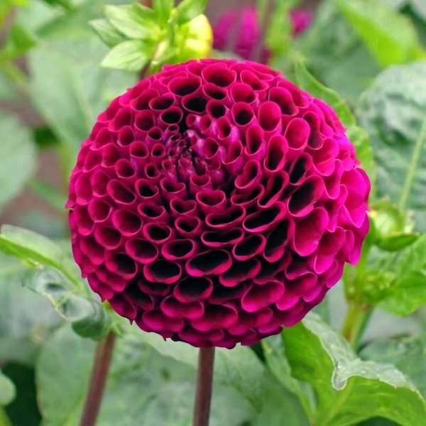 Саженцы Георгина шаровидная Rocco (Рокко)