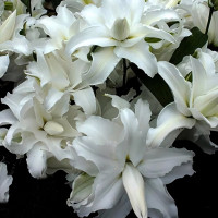 Луковицы  Лилия махровая восточная My Wedding (Май Веддинг) (3шт.)