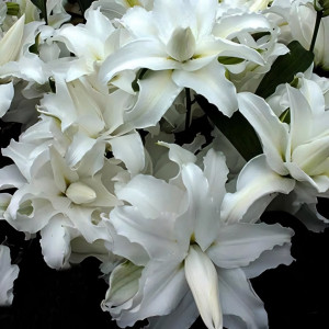  Лилия махровая восточная My Wedding (Май Веддинг)