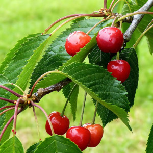 Саженцы Вишня Норд Стар