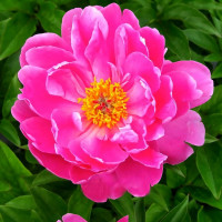 Саженцы Пион Nice Gal (Найс Гал)