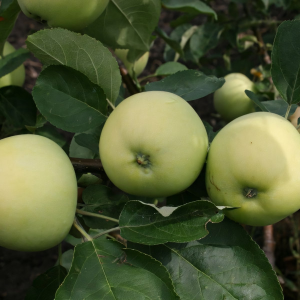 Саженцы Яблоня Папировка