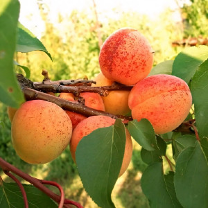 Саженцы Абрикос Монастырский