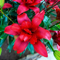 Луковицы  Лилия азиатская Bаld Eagle (Болд Игл) (3шт.)