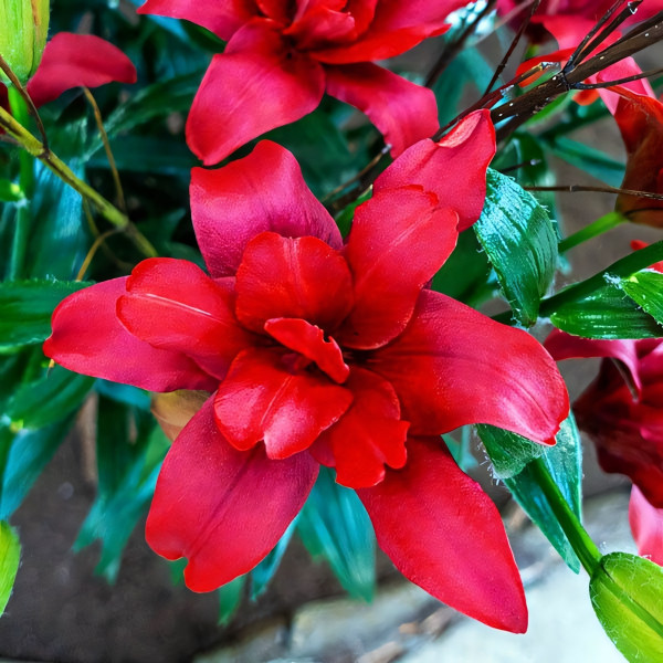 Луковицы  Лилия азиатская Bаld Eagle (Болд Игл) (3шт.)