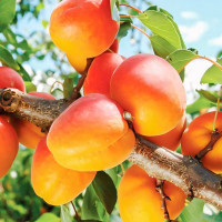 Саженцы Абрикос Снегирек