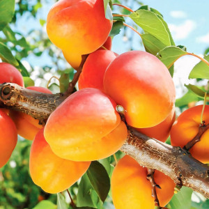 Саженцы Абрикос Снегирек