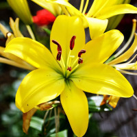 Луковицы  Лилия азиатская Yellow County (Йеллоу Каунти) (3шт.)