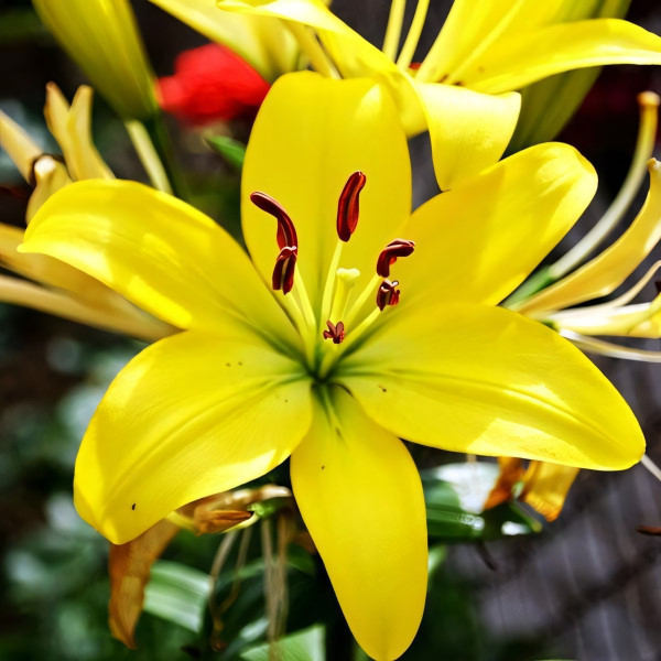 Луковицы  Лилия азиатская Yellow County (Йеллоу Каунти) (3шт.)