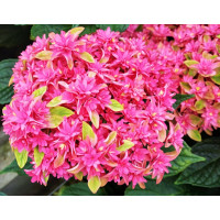 Саженец Гортензия крупнолистная Princess Diana (Принцесса Диана)