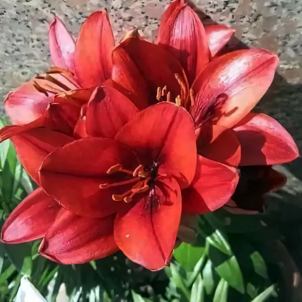 Луковицы  Лилия азиатская Cherry Joy (Черри Джой) (3шт.)