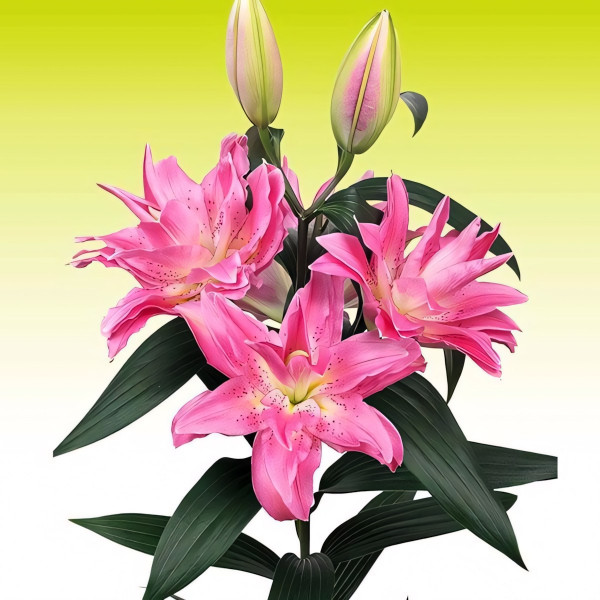 Луковицы  Лилия махровая восточная Roselily Olympia (Розели Олимпия) (3шт.)