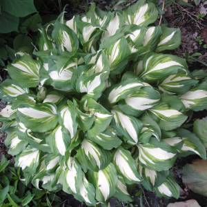 Саженцы Хоста волнистая Mediovariegata (Медиовариегата) М