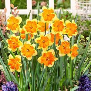 Нарцисс сплит-корона Мондрагон (в упаковке - 3шт.)