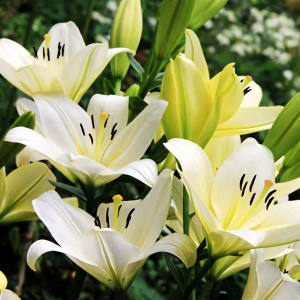  Лилия ЛА гибрид Gerrit Zalm (Геррит Залм)