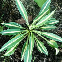 Саженцы Хоста Little Treasure (Литл Треже) S