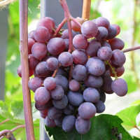 Саженцы Виноград кишмиш Запорожский