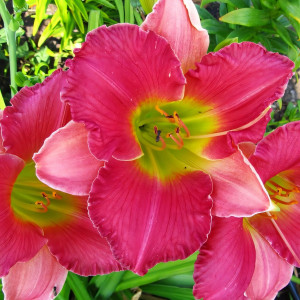 Саженцы Лилейник Final Touch (Файнал Тач)