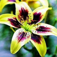 Луковицы  Лилия тигровая Pieton (Пайтон) (3шт.)