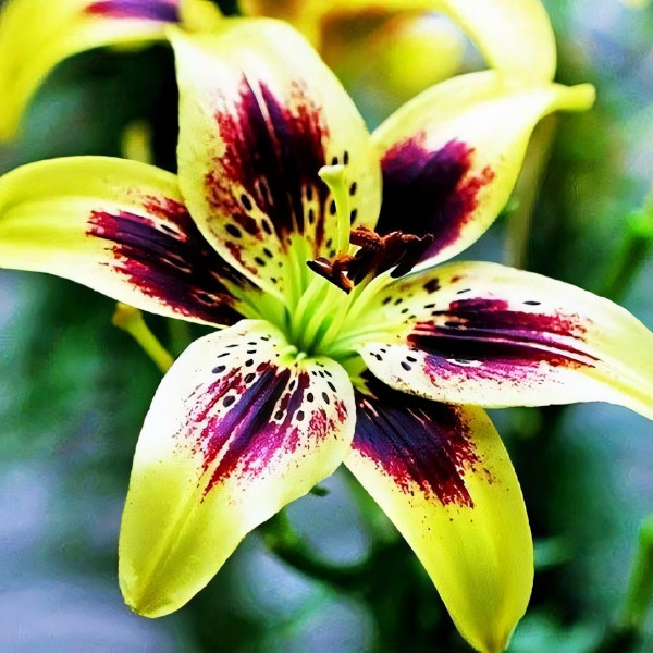 Луковицы  Лилия тигровая Pieton (Пайтон) (3шт.)