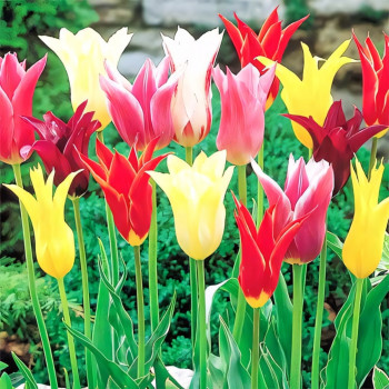 Тюльпаны лилиецветные, микс (в упаковке - 3шт.)