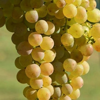 Саженцы Виноград Мускат белый