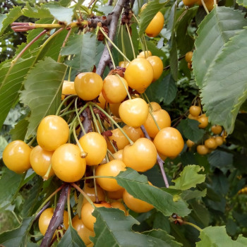 Саженцы Черешня Дрогана желтая