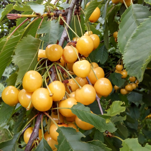 Саженцы Черешня Дрогана желтая