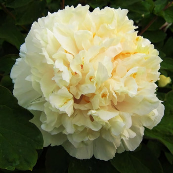 Саженцы Пион Нежный Голос