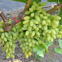 Саженцы Виноград кишмиш Столетие