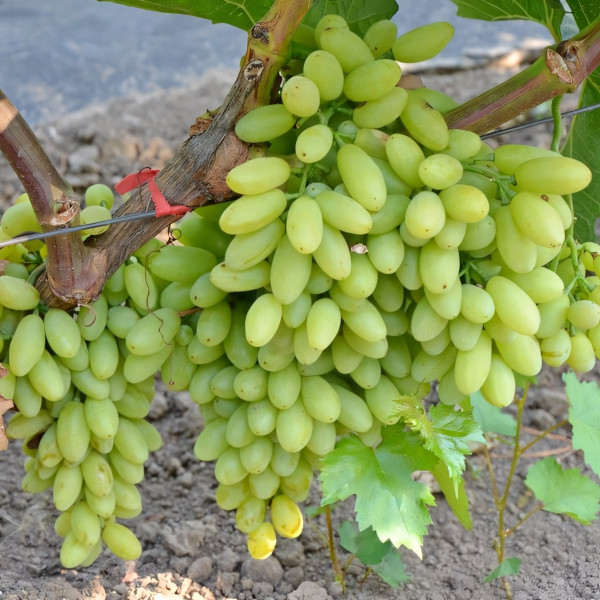 Саженцы Виноград кишмиш Столетие