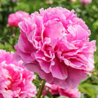 Саженец Пион Александр Флеминг