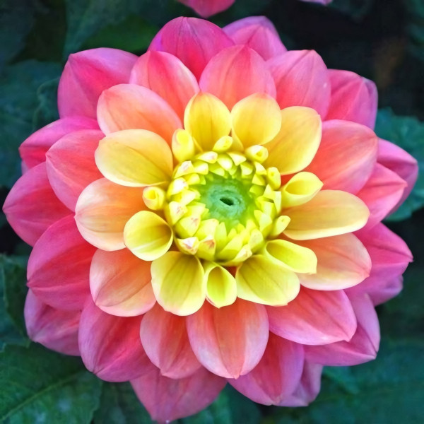 Саженцы Георгина Princesse Gracia