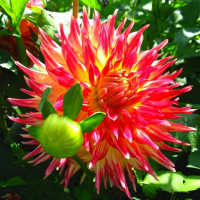 Саженцы Георгина Dana