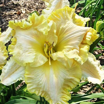 Саженцы Лилейник Finders Keepers (Файндерс Киперс)