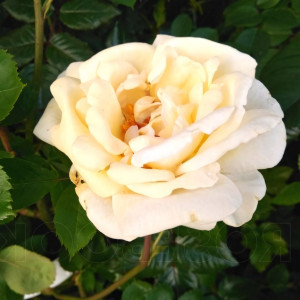 Саженцы Роза парковая Джей Пи Коннел