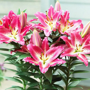  Лилия восточная Entertainer (Энтертейнер)