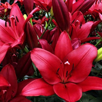 Луковицы  Лилия ЛА гибрид Atacama (Атакама) (3шт.)