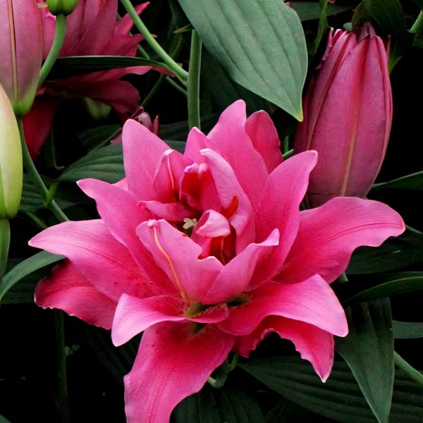 Луковицы  Лилия восточная Twyford (Твифорд) (3шт.)