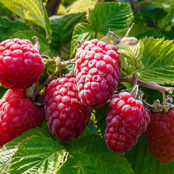 Саженцы Малина красная Шапка Мономаха