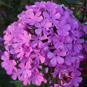 Саженцы Флокс Luc's Lilac (Люкс Лайлек)