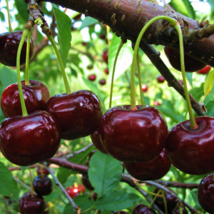 Саженцы Вишня Чернокорка