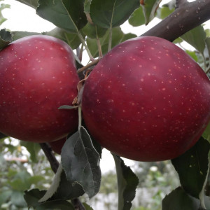 Саженцы Яблоня Фуджи