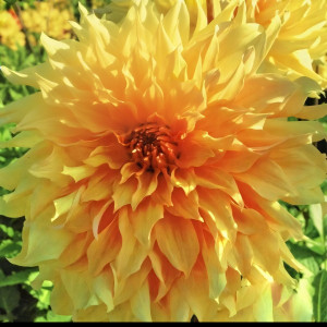 Саженцы Георгина Big Brother