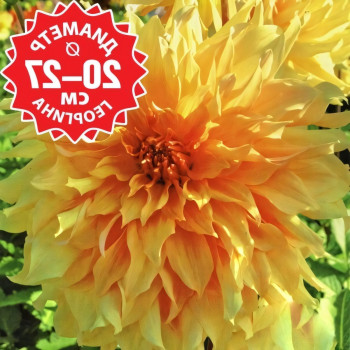 Саженцы Георгина Big Brother