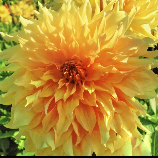 Саженцы Георгина Big Brother